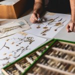 Un ricercatore osserva alcuni campioni botanici dell’erbario del MUSE (Herbarium Tridentinum)